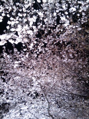 2010-04-06 20.38.22.jpg
